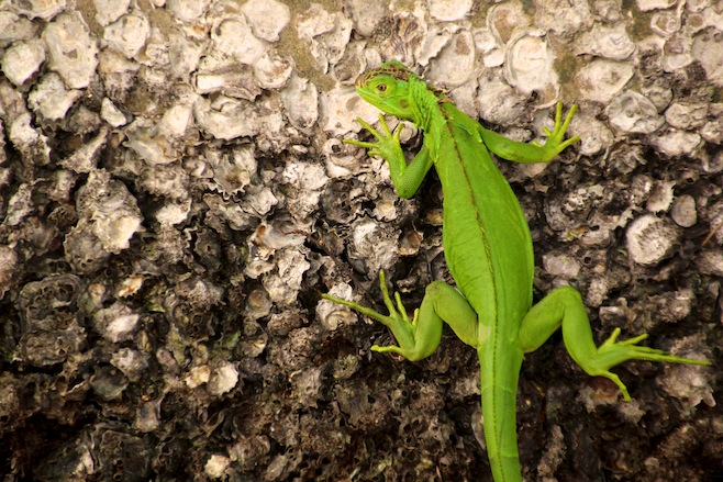 Iguana
